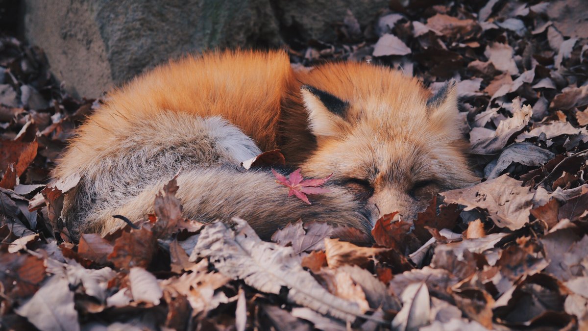 Лисенок осенью