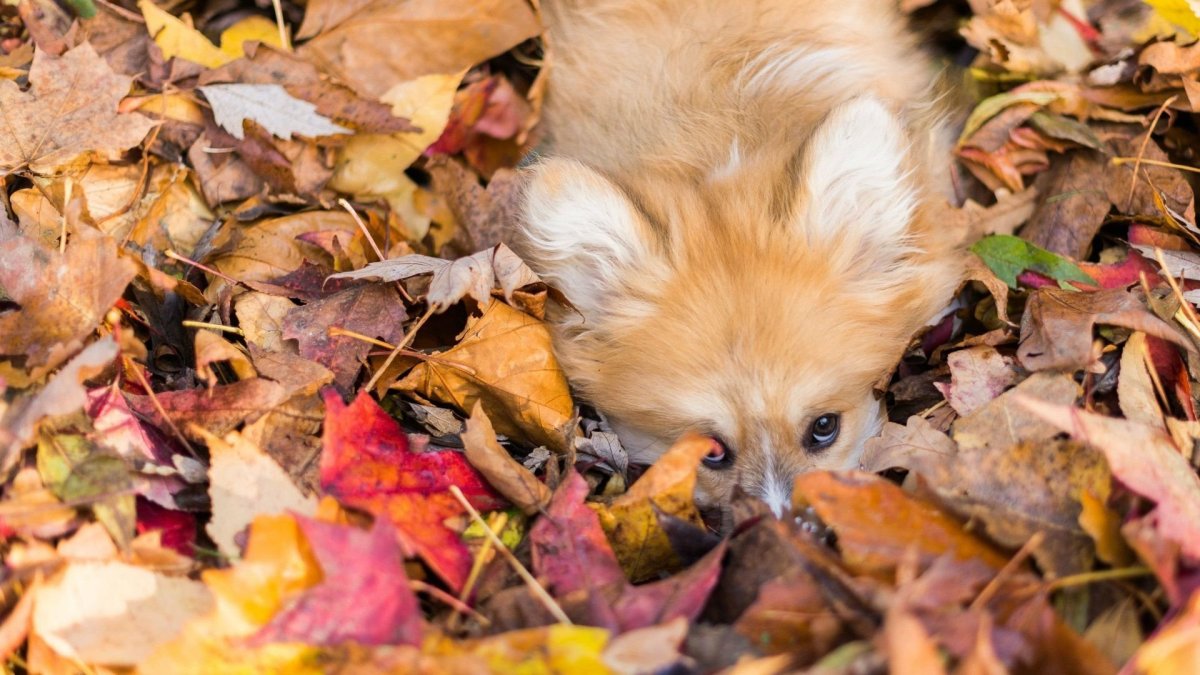 Лиса осенью