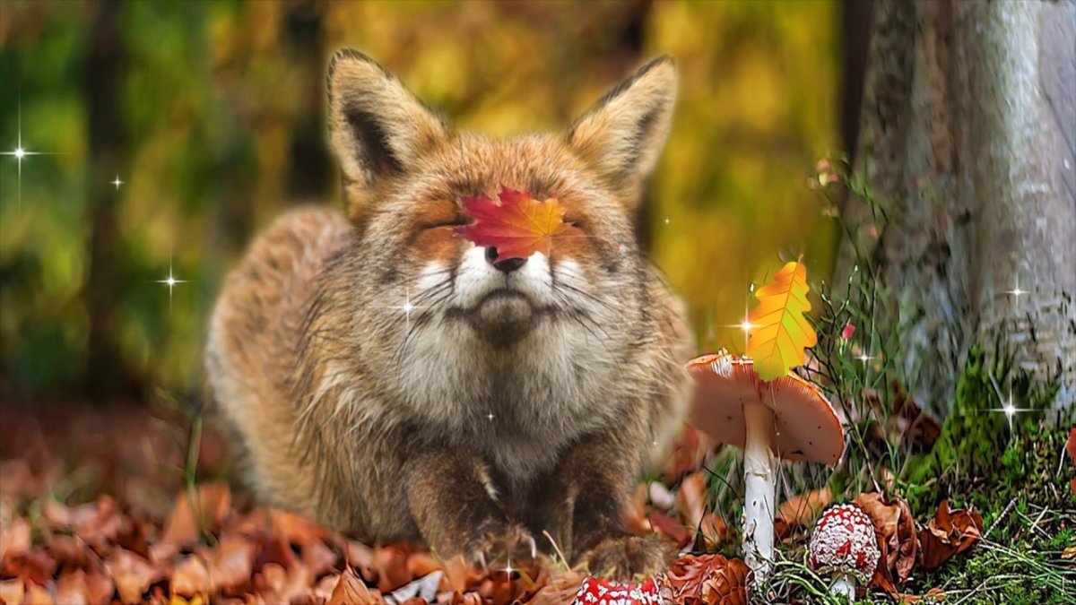 Лиса осенью