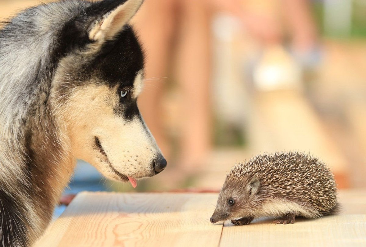Собака и Ежик