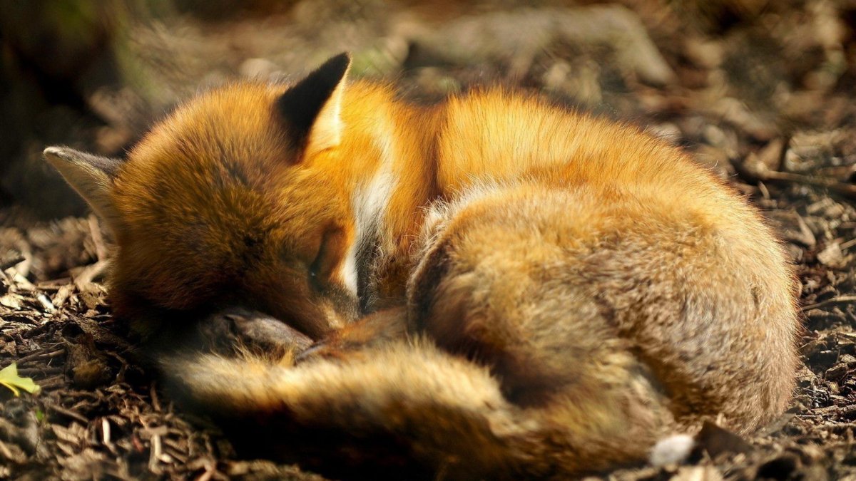 Лисенок свернулся калачиком