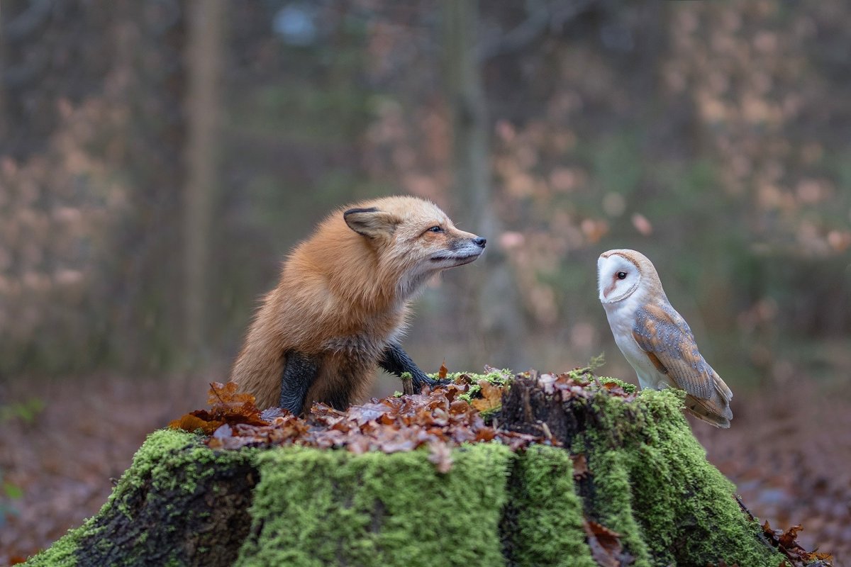 Белка и лиса