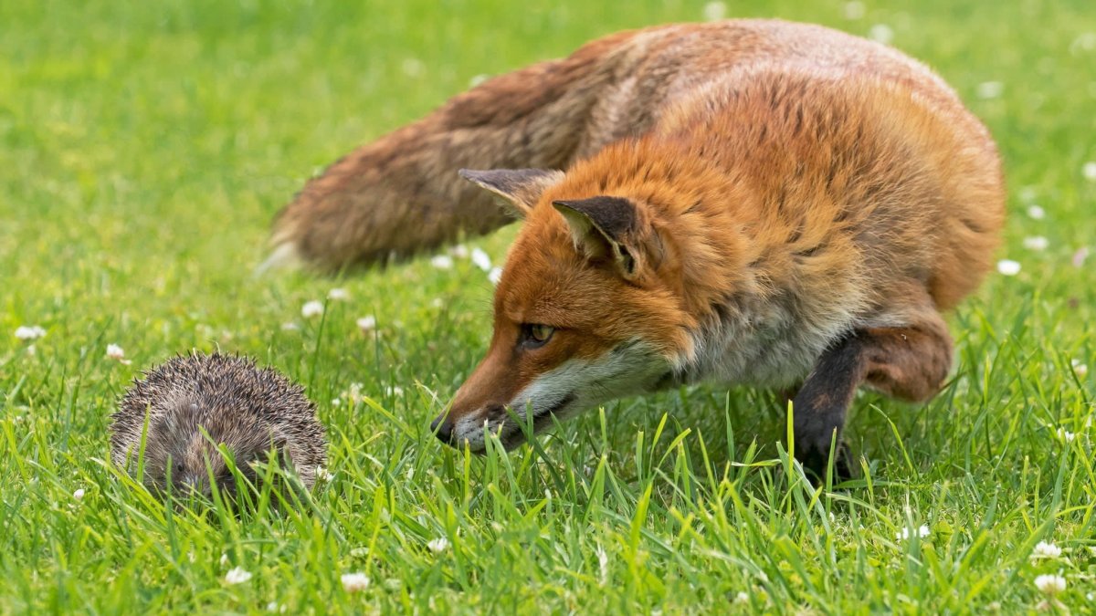Лиса охотится на ежа