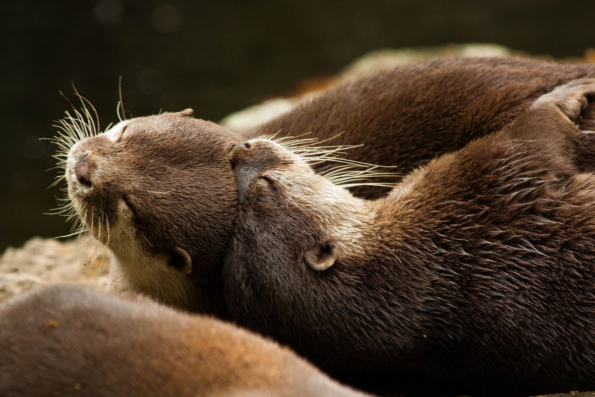 Детеныши калана морской выдры