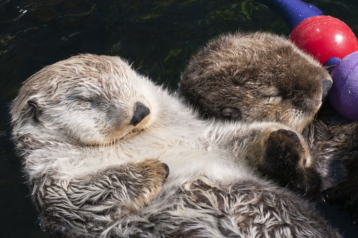 Бобры на рабочий стол