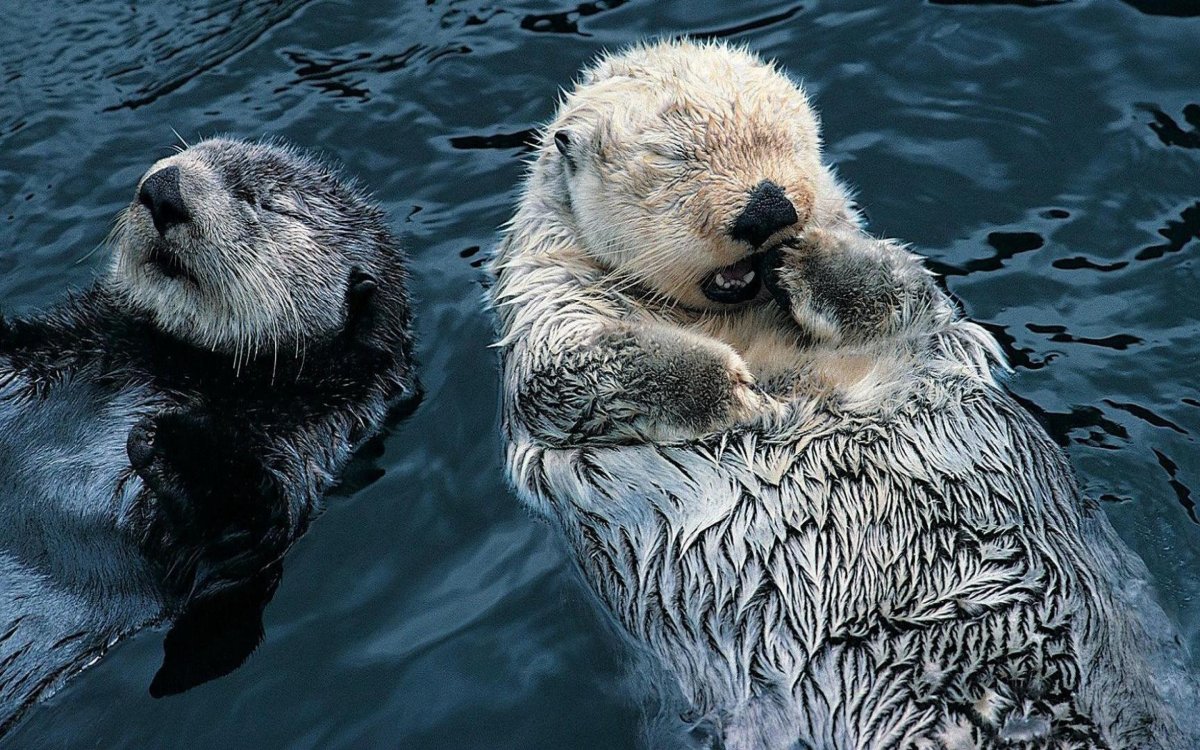 Бобер моется