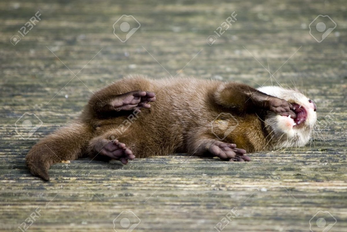 Лапа Речной выдры