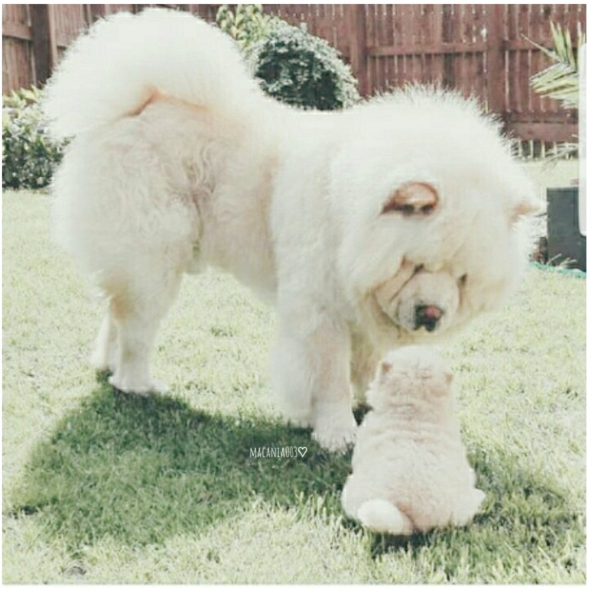 Мальтийская Папильон болонка Папильон