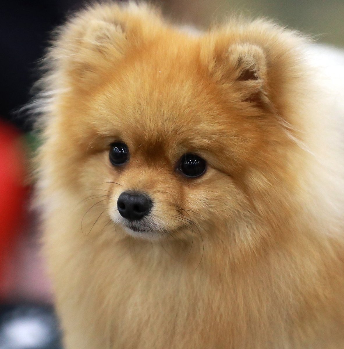 Билли Айлиш с щенками