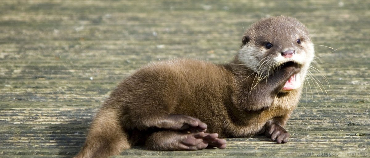 Морская выдра калан спит