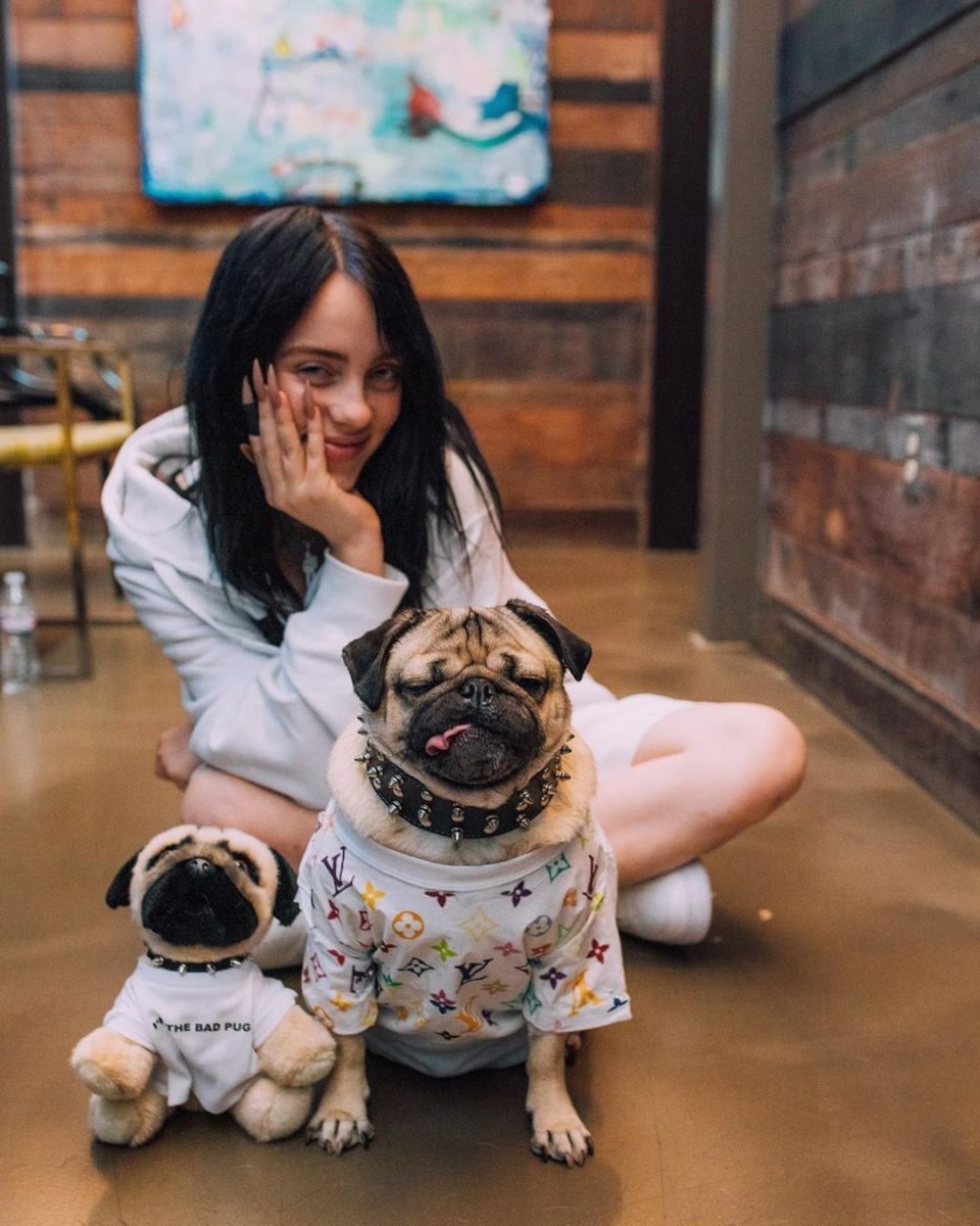 Породы собак в таблице маленькие