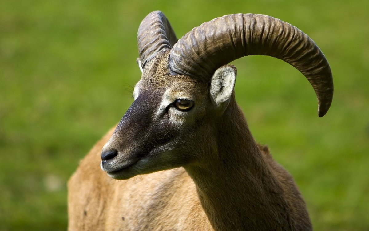 Рогатые животные