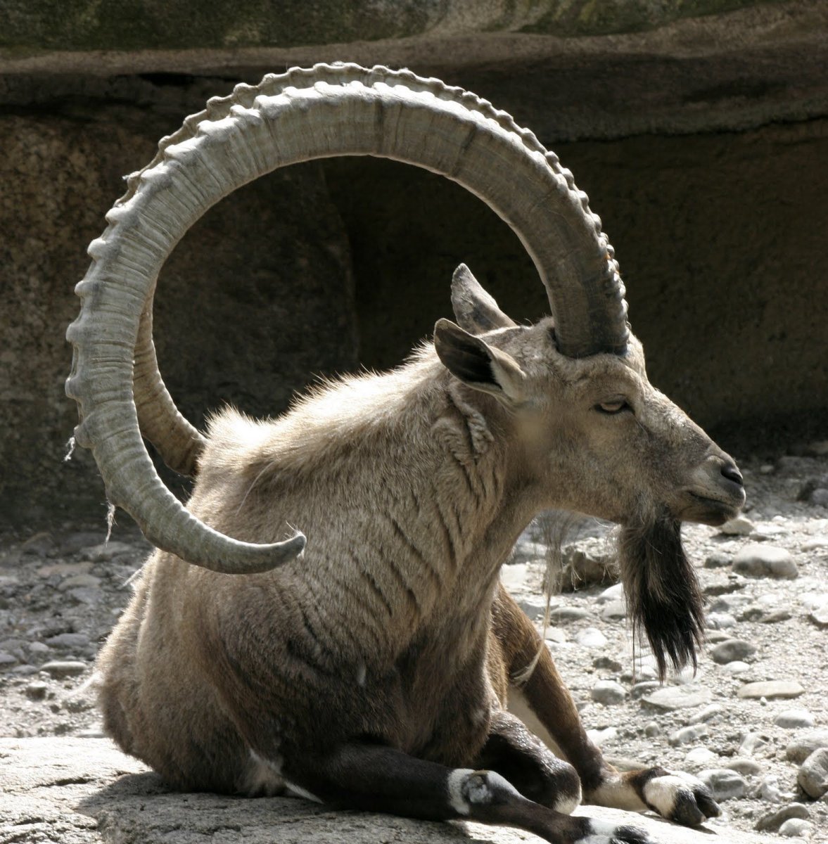 Самый большой горный баран Архар