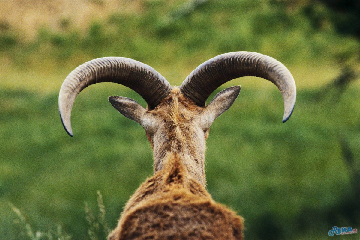 Рога животных