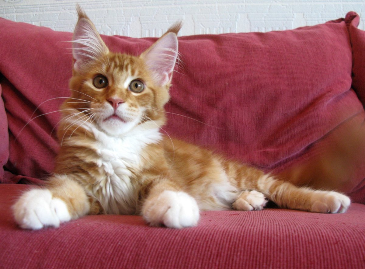 Рыжий Мейн кун мальчик