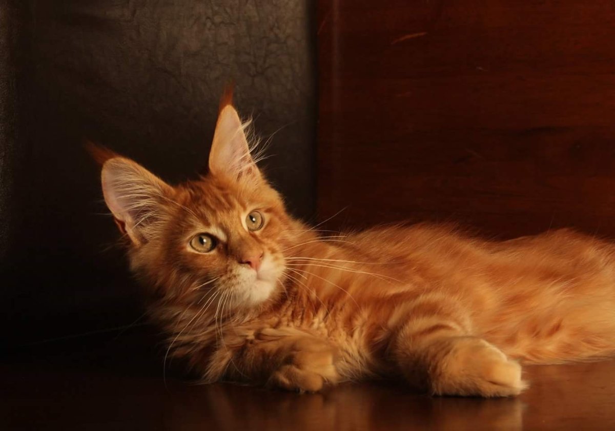 Короткошерстные Мейн куны