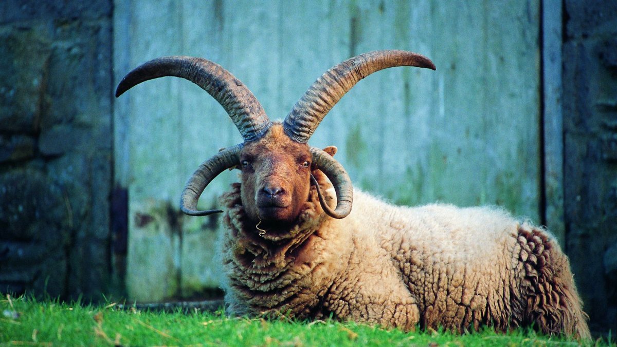 Коза с большими рогами