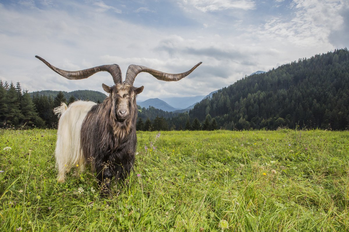 Коза рогатая