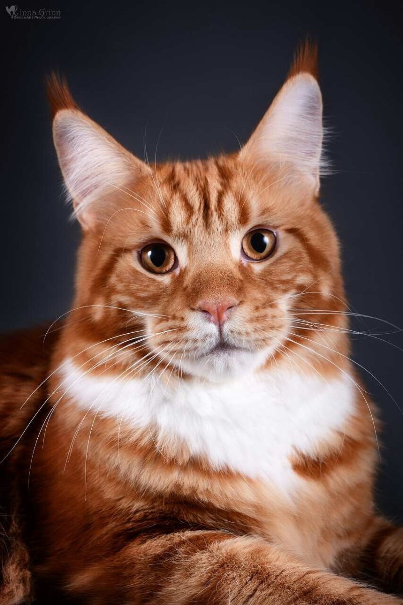 Мейн кун рыжий гладкошерстный