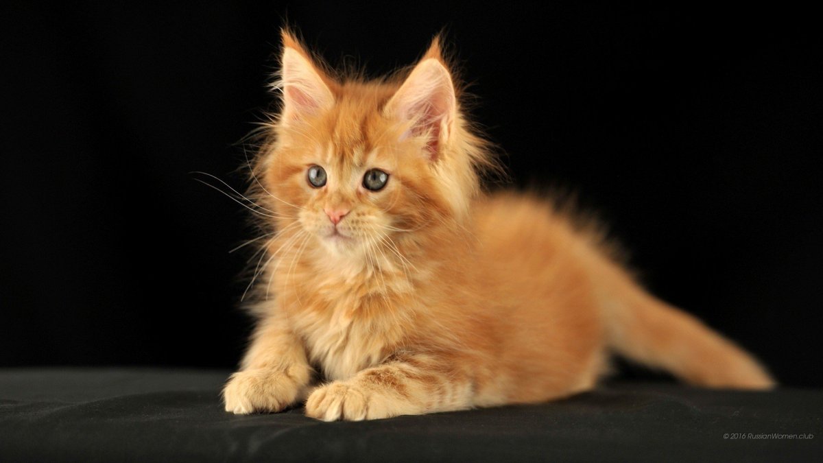 Мейн кун рыжий котенок