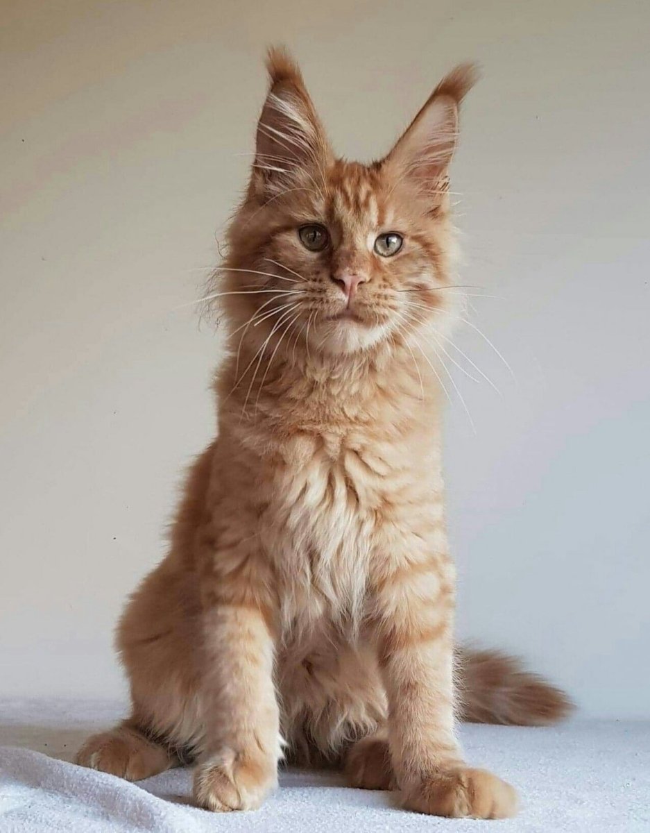 Мейн кун рыжий взрослый