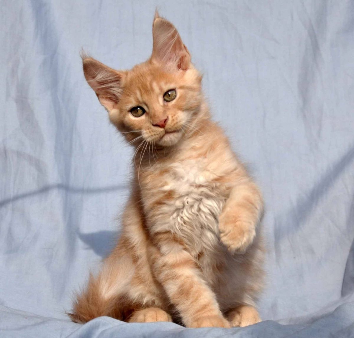 Бывает ли Мейн куны гладкошерстные рыжие