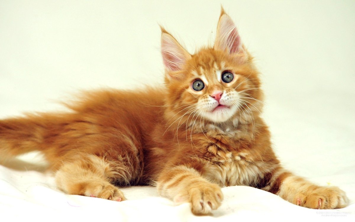 Кошка Мейн кун