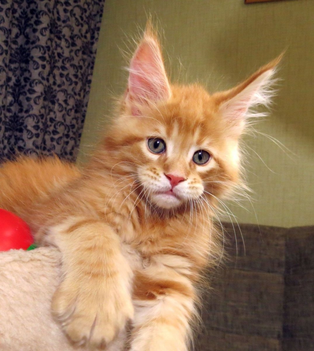 Мейн кун котенок Рысий