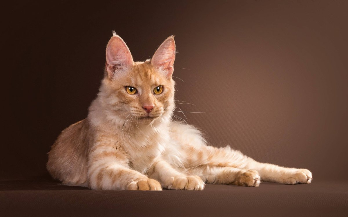 Мейн кун лиловый окрас