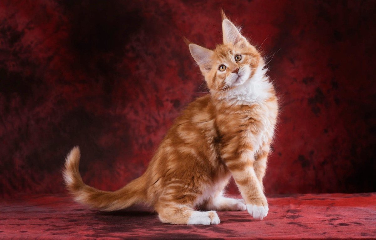 Шлепа и Мейн кун