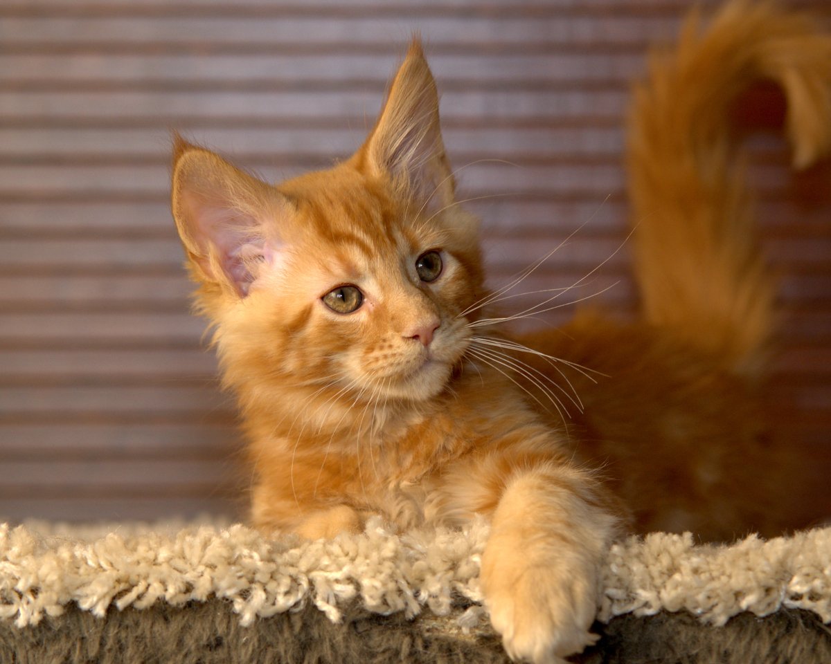 Мейн кун рыжий гладкошерстный