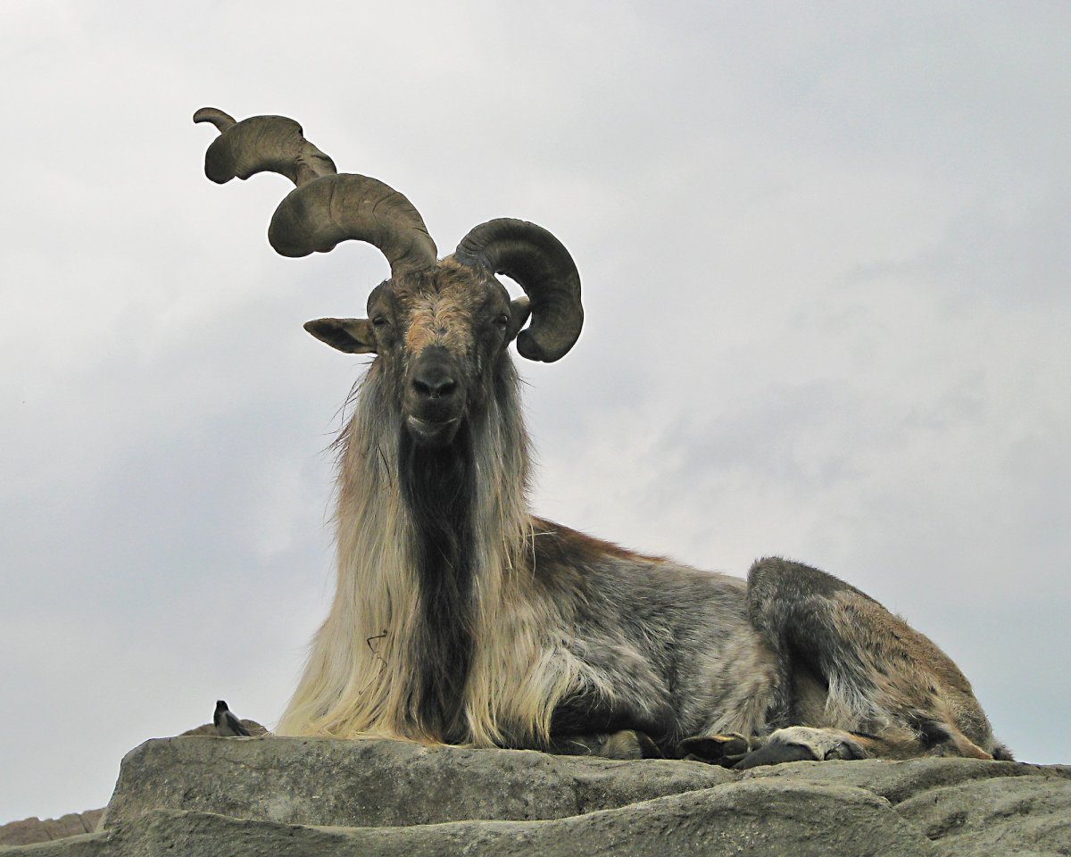 Винторогий горный баран