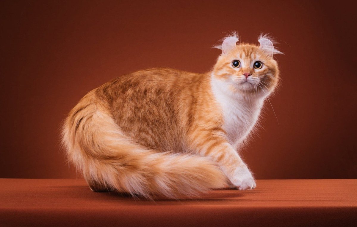 Кошка американский керл