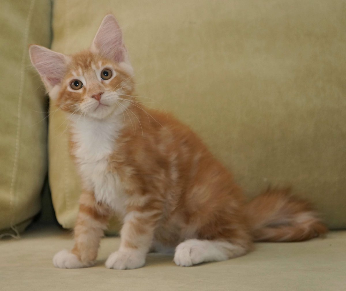 Мейн кун рыжий гладкошерстный