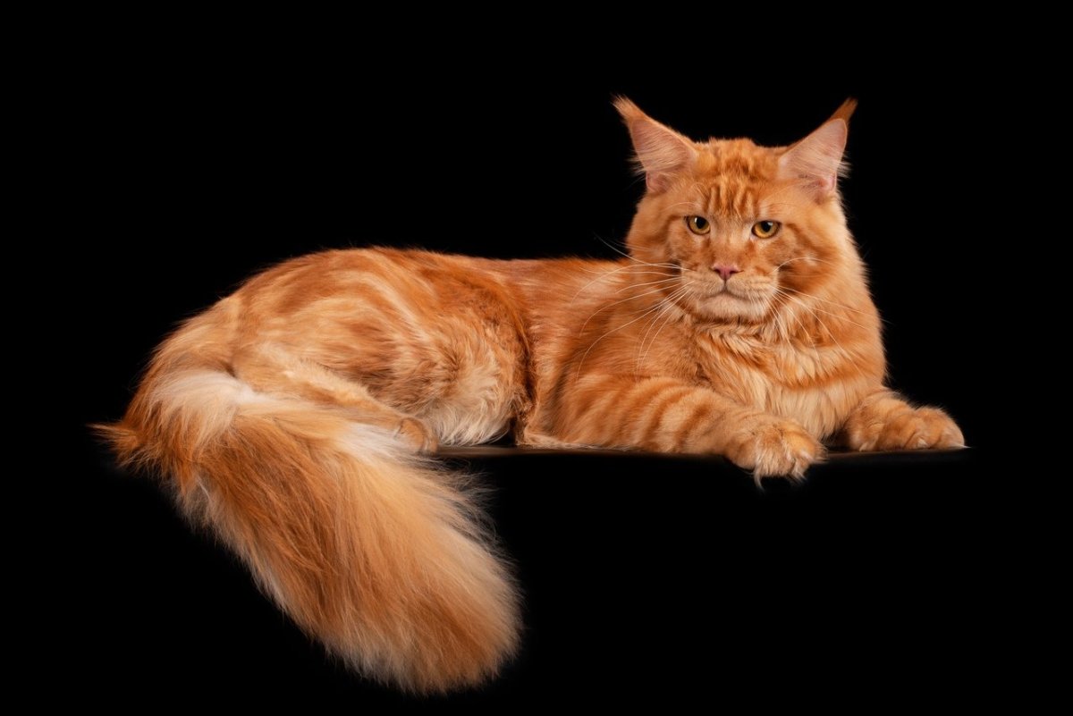 Большой рыжий кот Мейн кун