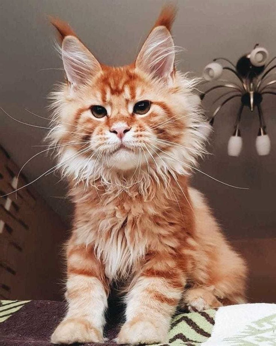 Рыжий кот Мейн кун