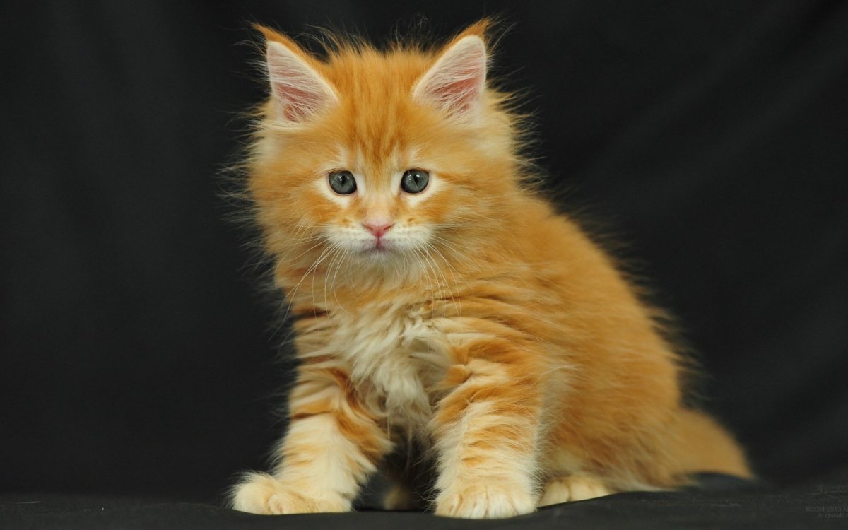 Котята Мейн кун