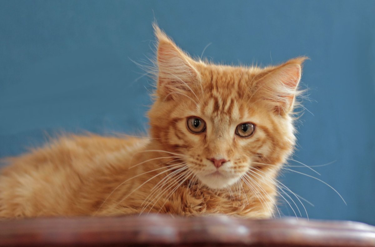 Рыжий Мейн кун с голубыми глазами