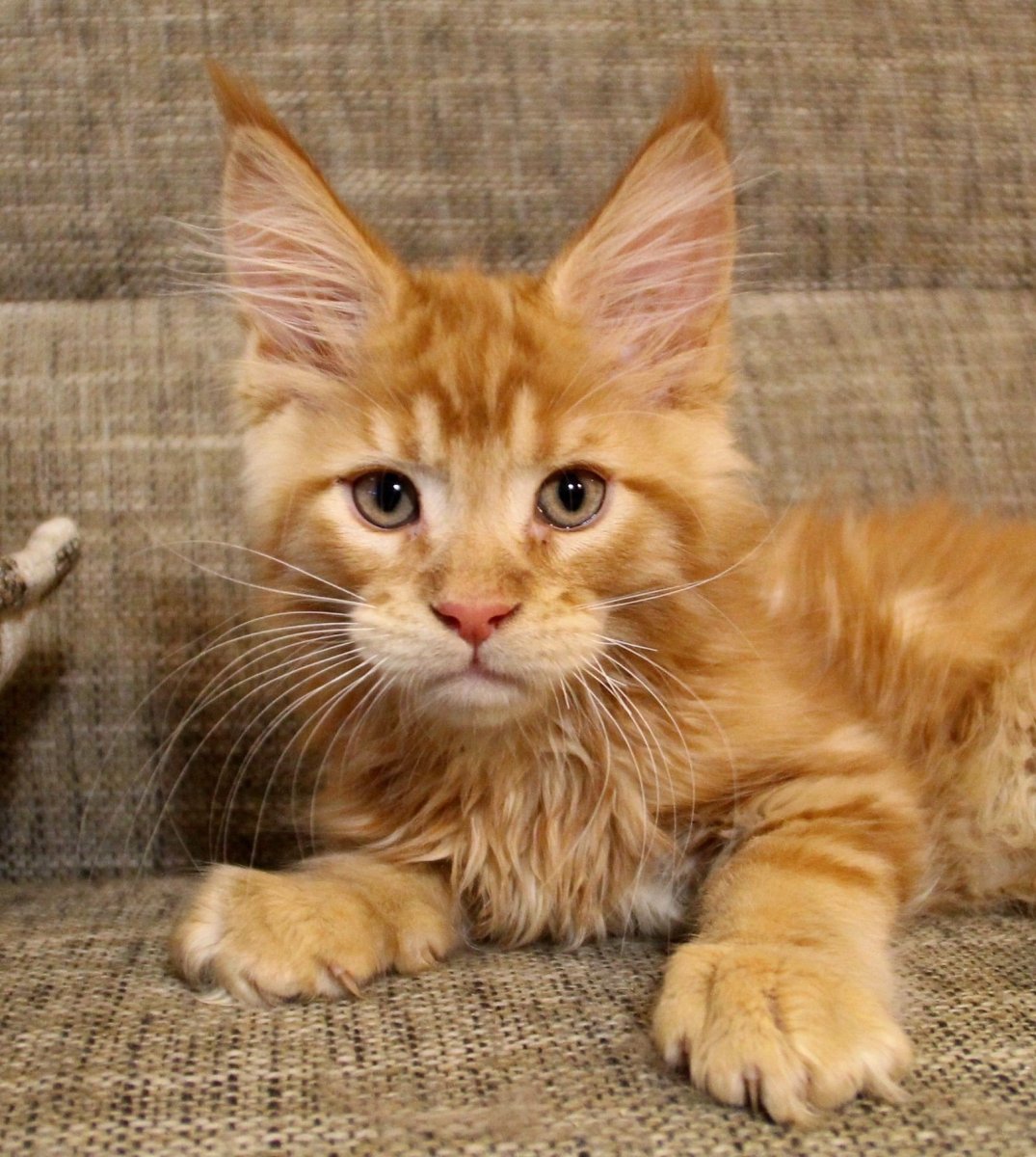 Рыжий кот Мейн кун