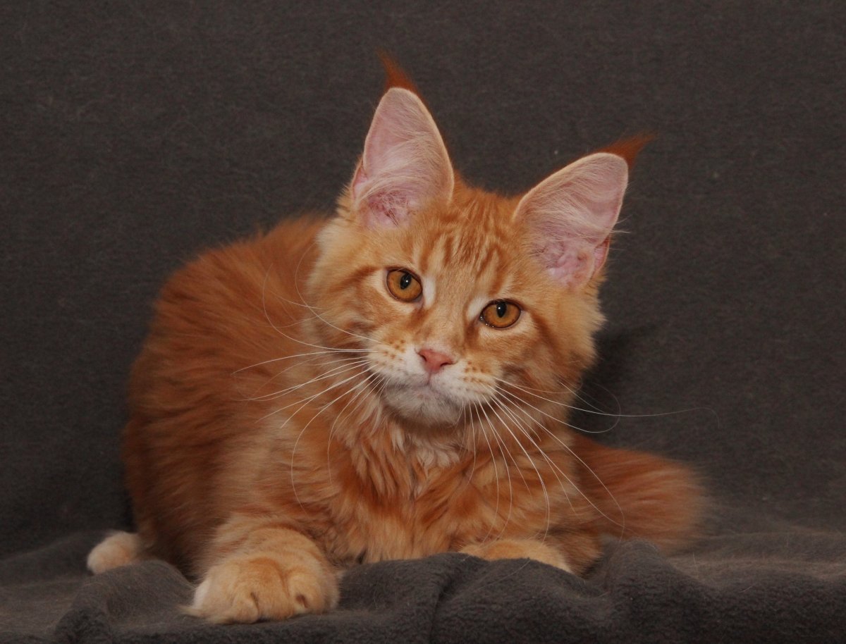 Породистая Мейн кун кошка рыжая