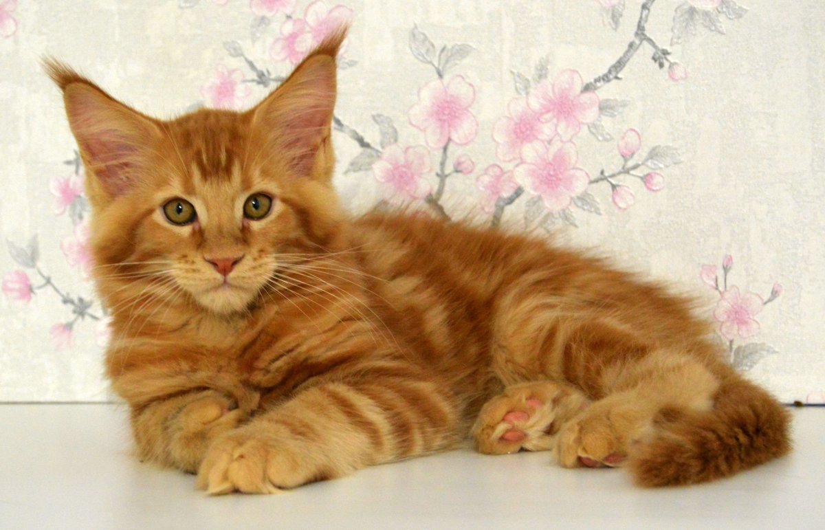 Мейн кун рыжий мрамор