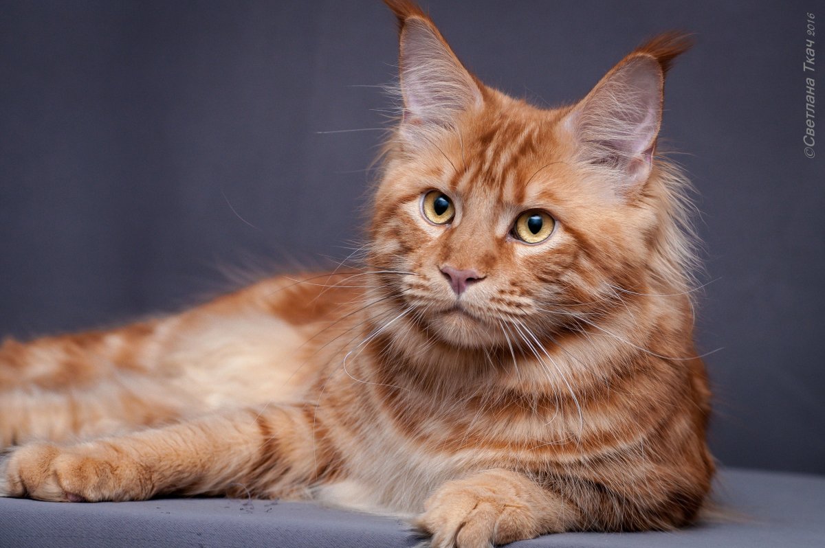 Мейн кун рыжий гладкошерстный с лопоухими ушами фото