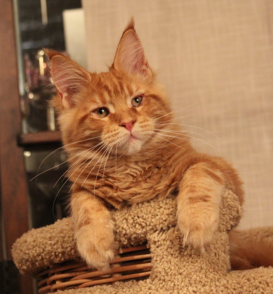 Гладкошерстный мейкун рыжий