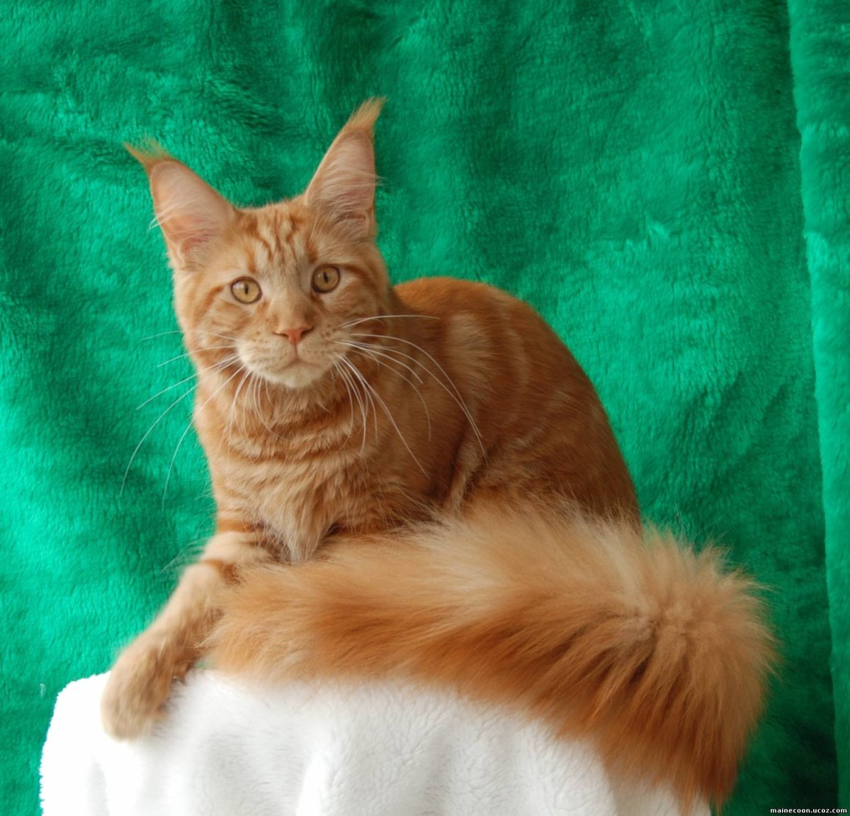 Мейн кун гладкошерстный