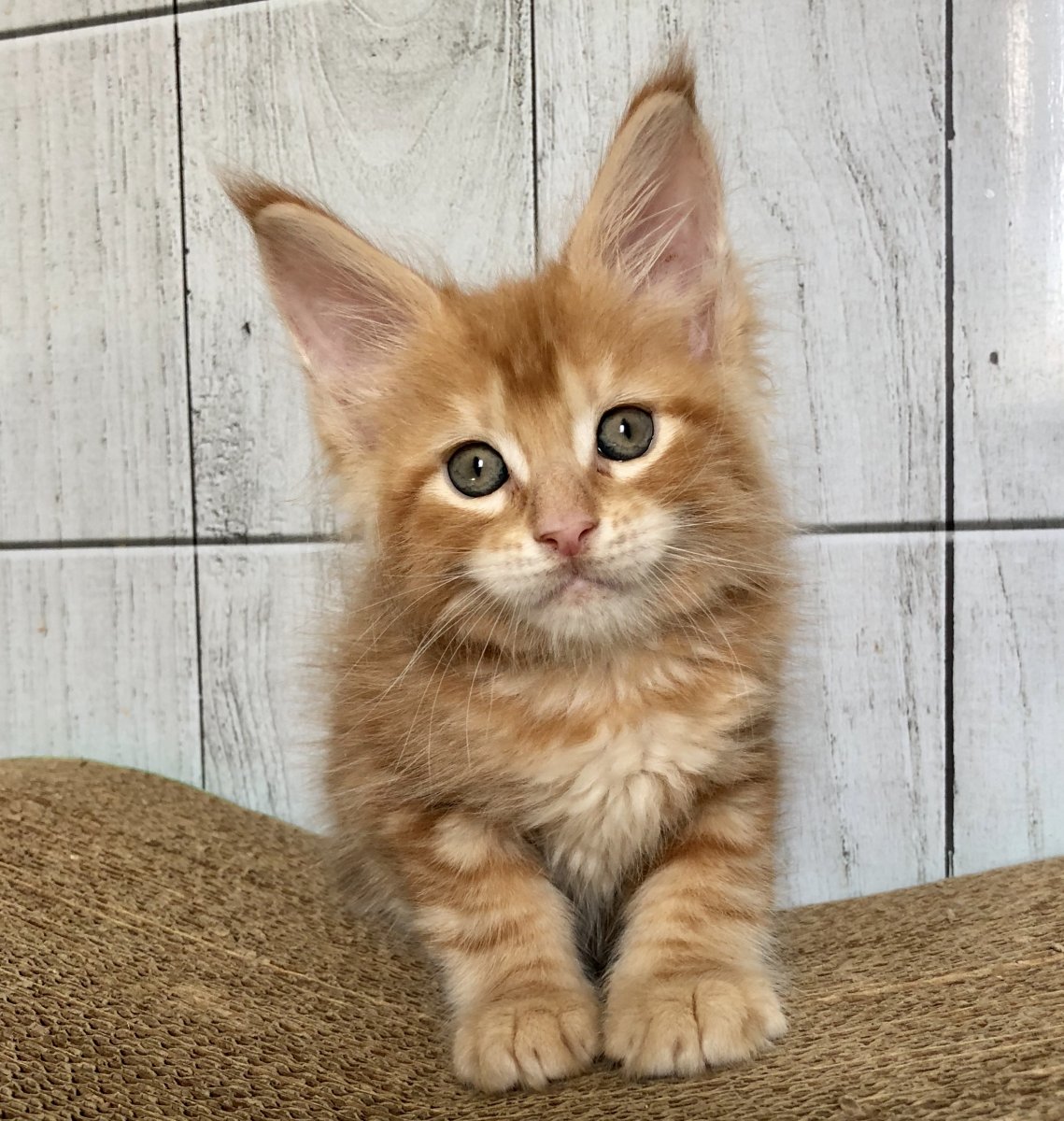 Мейн кун рыжий гладкошерстный