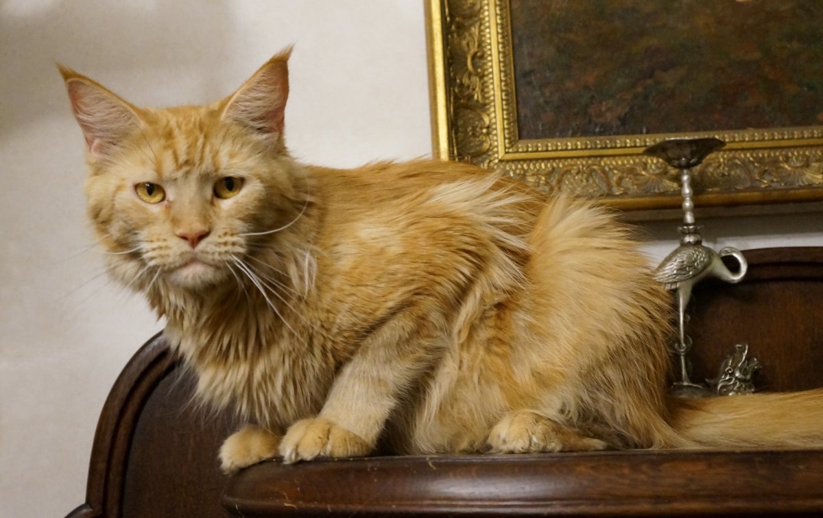 Рыжие коты Мейн куны окрасы