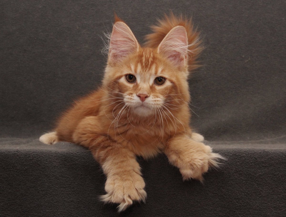 Мейн кун полидакт рыжий