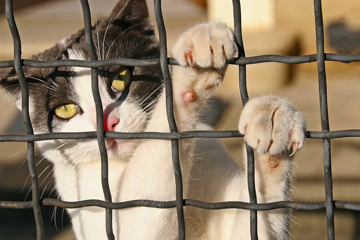 Животные за решеткой