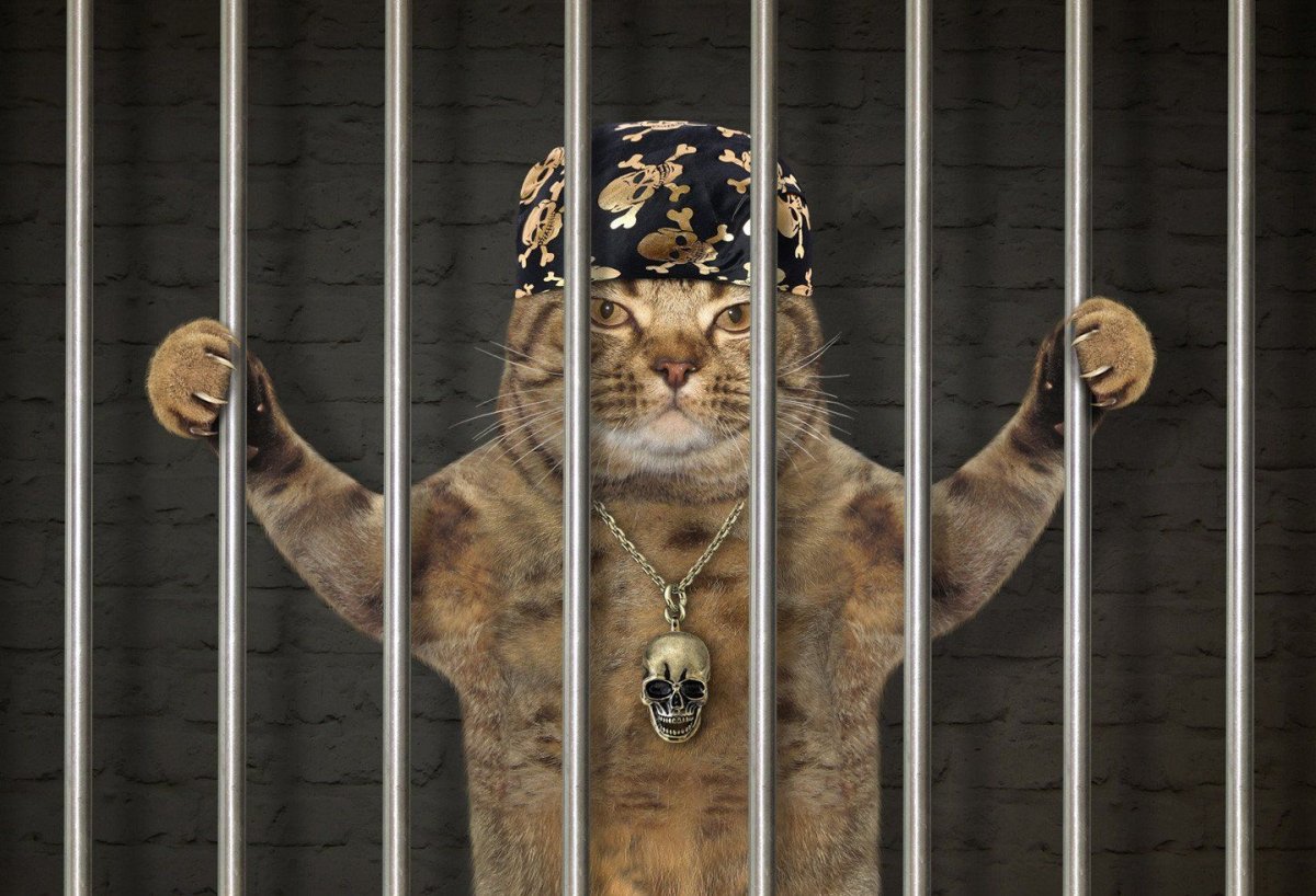 Кошка за решеткой