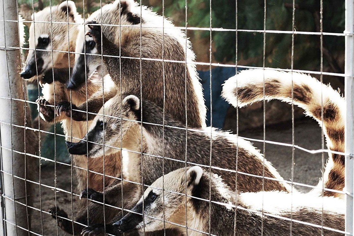 Кот с табличкой Мем